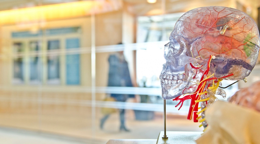 Neuromarketing sa zaoberá nákupnou aktivitou zákazníkov, ktorá sa odohráva v “nevedomej” časti mozgu